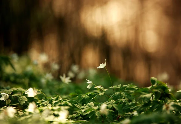 Glade floreciente de flores en bosque verde de primavera a la luz del sol — Foto de Stock