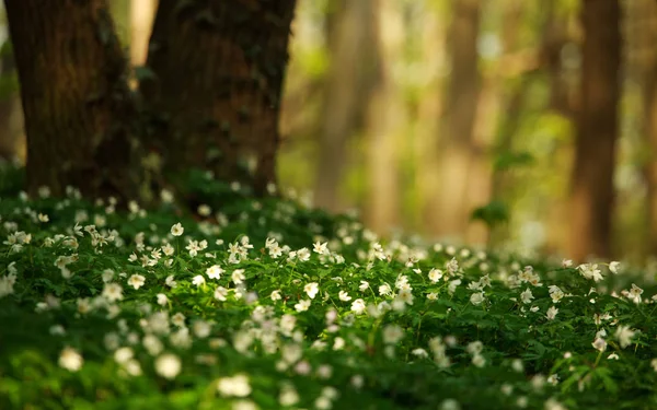 सूर्यप्रकाशात हिरव्या वसंत ऋतू जंगलात फुलांचा झटका — स्टॉक फोटो, इमेज
