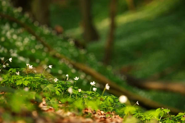 सूर्यप्रकाशात हिरव्या वसंत ऋतू जंगलात फुलांचा झटका — स्टॉक फोटो, इमेज