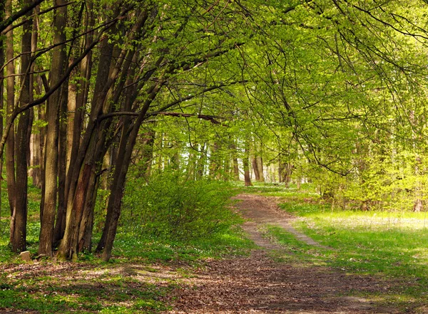 Trail in green blossoming spring forest, nature background — Stock Photo, Image