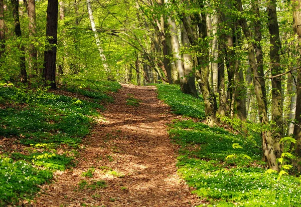 Trail in groene bloeiende lente bos, natuur achtergrond — Stockfoto