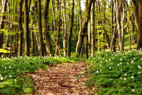 Sendero en verde florecimiento bosque de primavera, fondo de la naturaleza —  Fotos de Stock