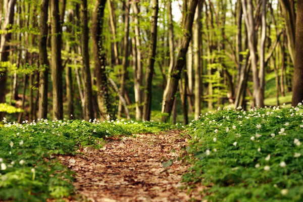 Trail in green blossoming spring forest, nature background