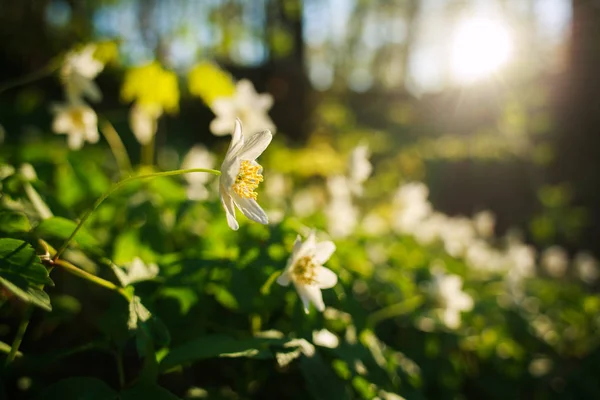 Fleurs et végétation dans le parc d'été sur fond de coucher de soleil — Photo