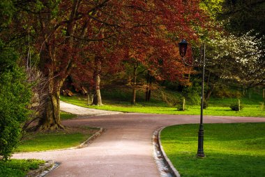 Güzel ağaç ile yaz çiçek açması Şehir Parkı