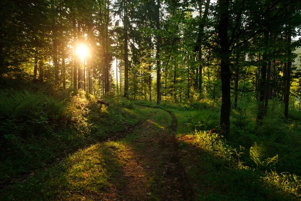 Estrada em verde floresta selvagem ao pôr do sol fundo — Fotografia de Stock