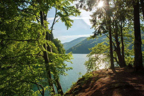 Vista da costa através de árvores para o lago de montanha ao amanhecer — Fotografia de Stock