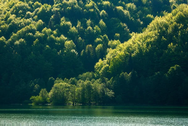 Litoral colorido de floresta de montanha por lago na luz solar da manhã — Fotografia de Stock