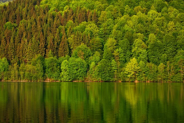 Foresta variopinta in riva al lago in riflessione in acqua — Foto Stock