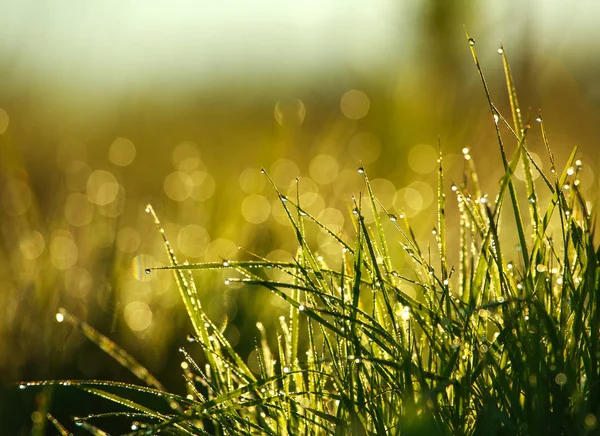 Крупним планом трава з краплями роси на сході сонця — стокове фото