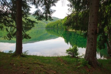 Çam ağaçları ile kıyıdan dağ Göl Manzaralı