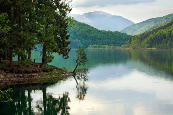 Pinhal da costa perto do lago no fundo das montanhas — Fotografia de Stock