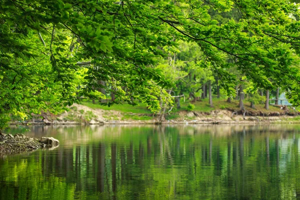 Natureza verde, galhos de árvore sobre o lago em reflexão de água — Fotografia de Stock