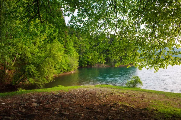 Belleza naturaleza paisaje orillas árboles al lago de montaña —  Fotos de Stock