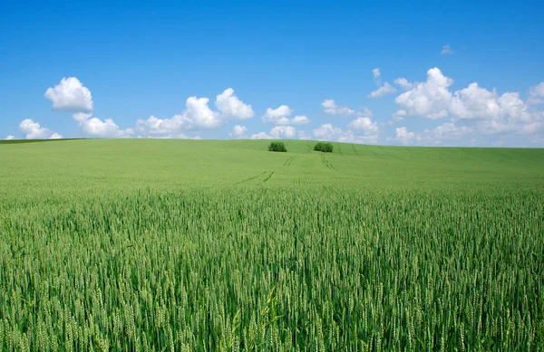 Buğday üzerinde arka plan mavi gökyüzü bulutlu yeşil alan — Stok fotoğraf
