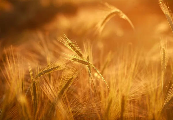 Желтое поле стебли зерна зрелой пшеницы в солнечном свете — стоковое фото