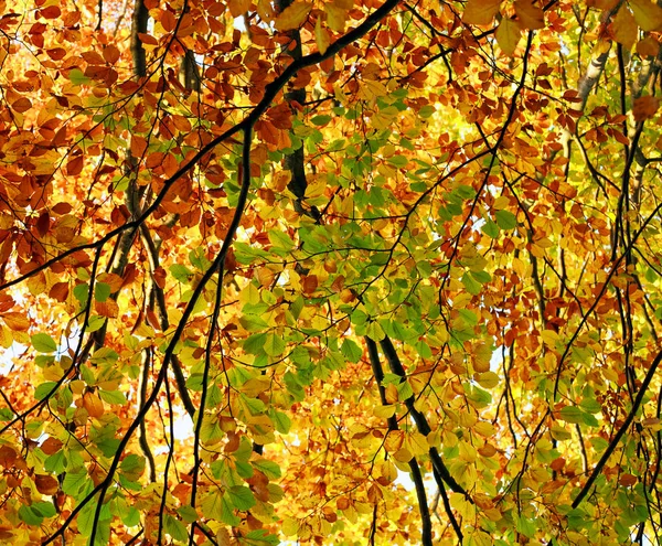 Πτώση Υπόβαθρο Κιτρίνισμα Του Φυλλώματος Φθινοπώρου Δένδρα Στο Δάσος — Φωτογραφία Αρχείου