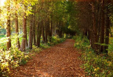 Günbatımı sonbahar botanik Park'ta yürüyüş yolu yolu