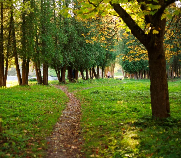 Camino a pie camino en el parque botánico de otoño en la puesta del sol —  Fotos de Stock