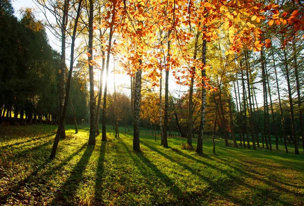 Parco botanico autunnale ai raggi del tramonto — Foto Stock