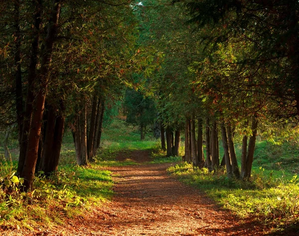 Spazierweg im herbstlichen botanischen Park bei Sonnenuntergang — Stockfoto