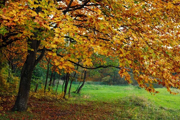 Autunno sfondo ingiallimento fogliame di alberi autunnali nel bosco — Foto Stock