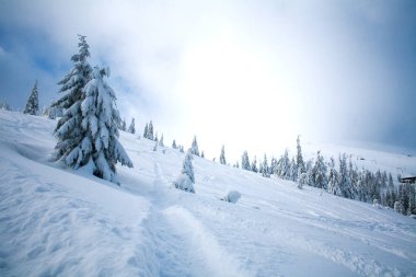 Dağlarda Ladin orman doğa ve kış karlı manzara