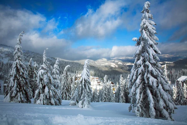 Winter snowy landscape in mountains of spruce forest nature — Stock Photo, Image