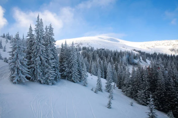 Winterlandschap in Bergen fir bos in de sneeuw op de blauwe hemel — Stockfoto