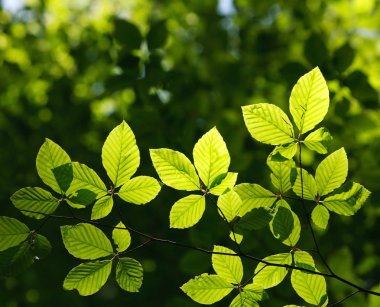 Taze genç yeşil ağaç orman arka plan üzerinde güneş ışığında yaprak
