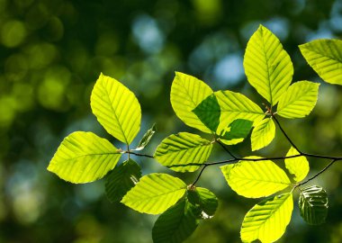 Taze genç yeşil ağaç orman arka plan üzerinde güneş ışığında yaprak