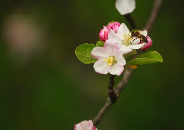 Arı bahar bahçe çiçekli ağaçlarından honeydew toplamak — Stok fotoğraf