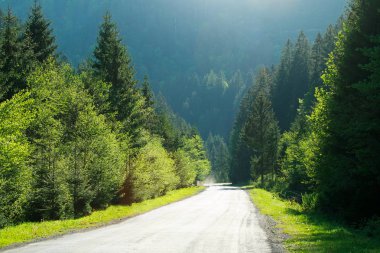 Asfalt yol arasında Orman dağlarındaki çam ağaçları içinde güneş ışığı 