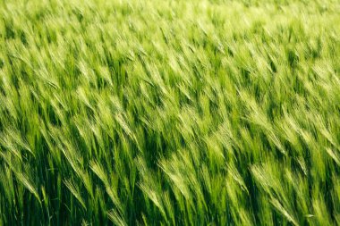 Sivri yeşil buğday yaz, arka plan tarım büyüyen