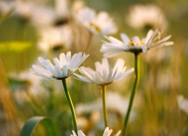 Chamomile flowers on  meadow in sunset light — Stock Photo, Image