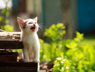 Çim yaz bahçesinde küçük kedi yavrusu çığlık