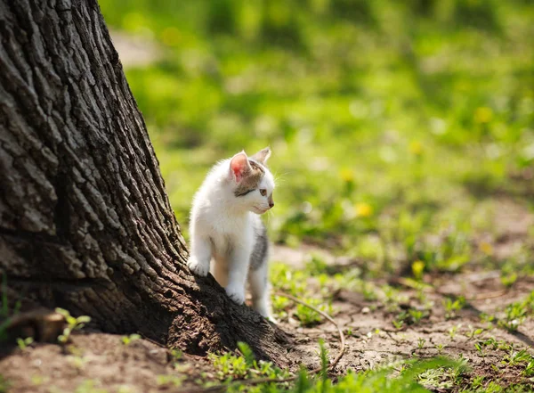 Игривый котенок в летнем саду на траве — стоковое фото