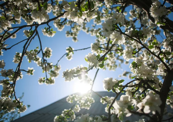 Blühender Apfelbaum mit Blumen am Himmel und Sonnenhintergrund — Stockfoto