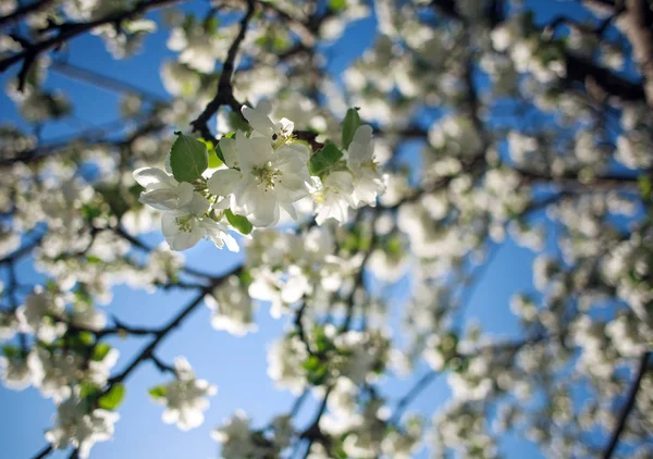 Blossoming apple tree with flowers on sky and sun background — Stock Photo, Image