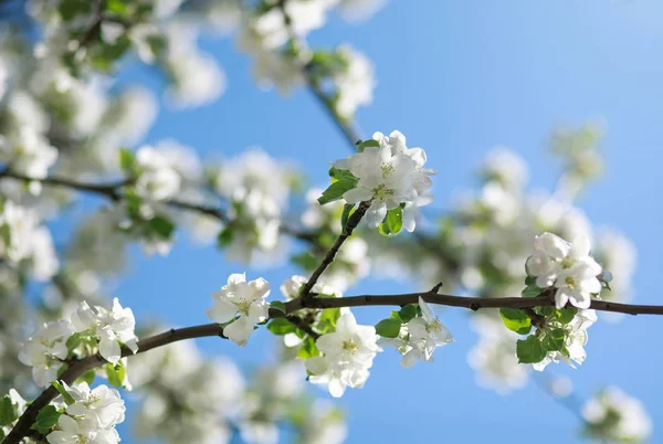 Blühender Apfelbaum mit Blumen am Himmel und Sonnenhintergrund — Stockfoto