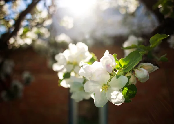 Blossoming apple tree with flowers on sky and sun background — Stock Photo, Image