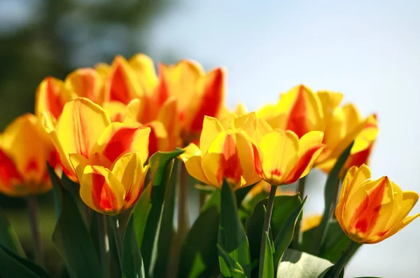 Red yellow tulips on sky background