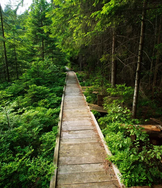 Brodge ξύλινα διάδρομος στο όμορφο καταπράσινο έλατο ΦΟΡΕΣ — Φωτογραφία Αρχείου