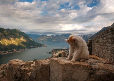Kotor Körfezi 'nin arka planındaki antik bir kalenin tepesinde dağlar ve gökyüzü.