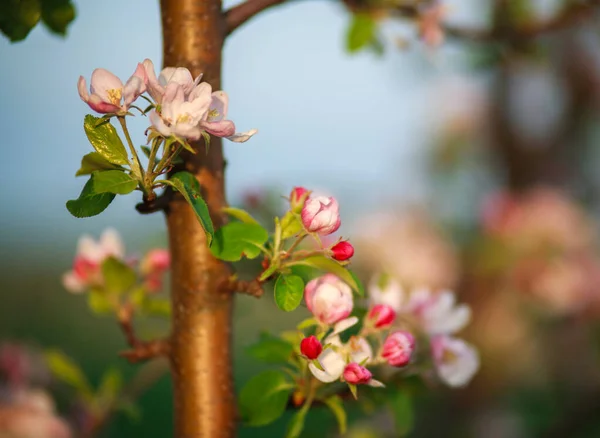 Spring Blooming Flower Fruit Trees Garden Awakening Beauty Nature — Stock Photo, Image