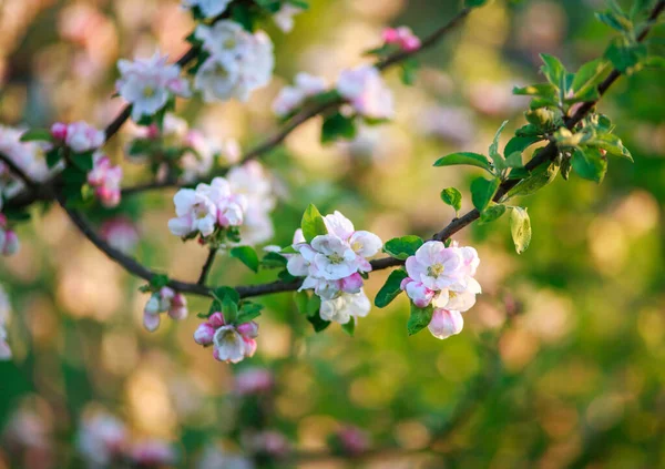 Bahçedeki Meyve Ağaçlarının Bahar Çiçekleri Doğanın Uyanışı Güzelliği — Stok fotoğraf