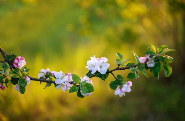 Bahçedeki Meyve Ağaçlarının Bahar Çiçekleri Doğanın Uyanışı Güzelliği — Stok fotoğraf