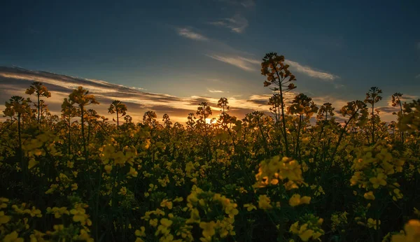 夕日の光と空の背景に菜の花畑の黄色のフィールドを開花 — ストック写真