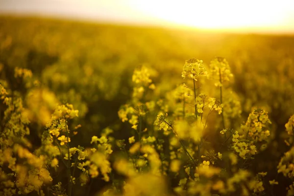 Çiçek Açan Sarı Kolza Tohumu Tarlası Gün Batımında Gökyüzü Arka — Stok fotoğraf