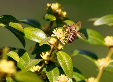 Yakın plan bal arısı çiçekli bir yaz bahçesinde polen topluyor.